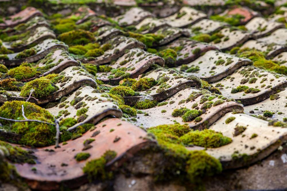 Does Moss Damage Roof Tiles?